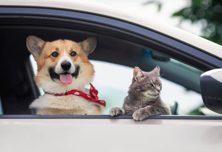 Pet