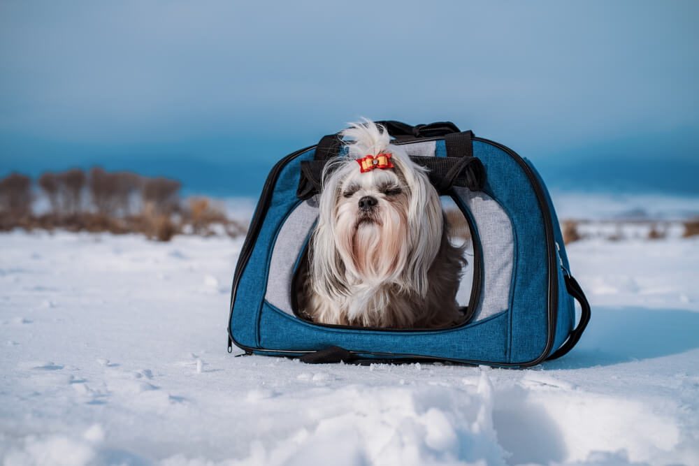 Keeping Your Pets Safe This Winter Essential Tips